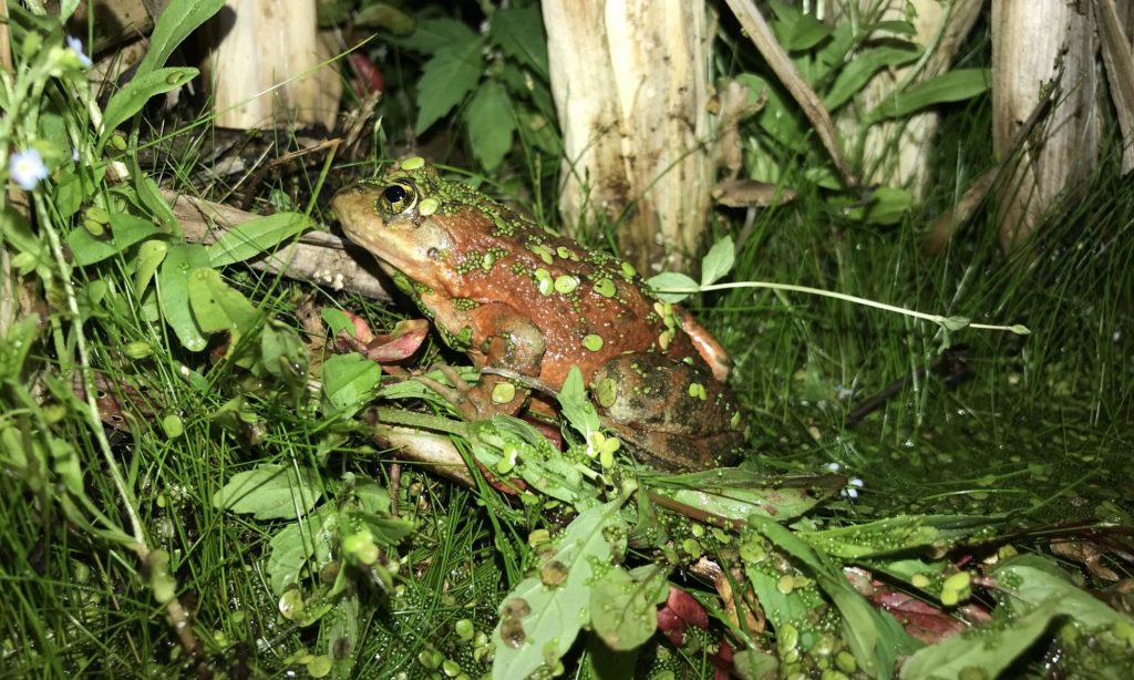 Oregon Spotted Frog
